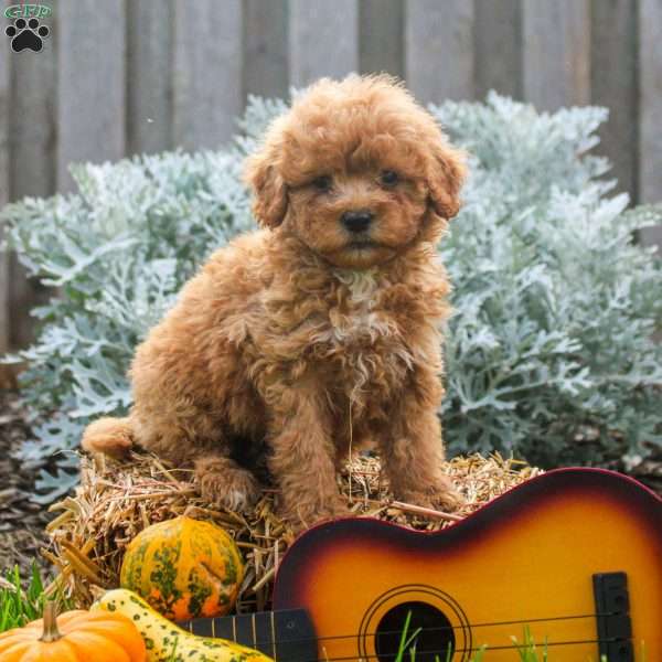 Trumpet, Mini Goldendoodle Puppy