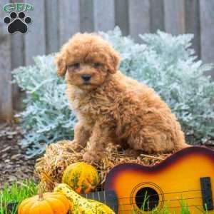 Trumpet, Mini Goldendoodle Puppy