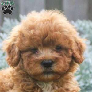 Trumpet, Mini Goldendoodle Puppy