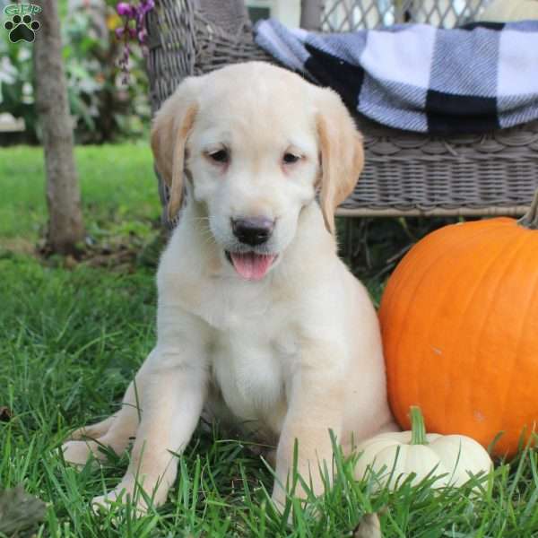 Tucker, Golden Labrador Puppy