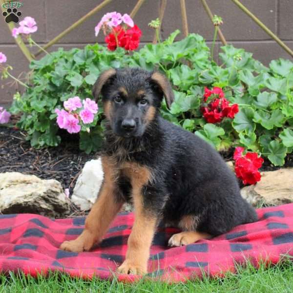 Tucker, German Shepherd Puppy