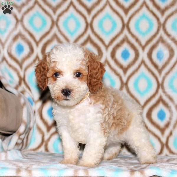 Tucker, Miniature Poodle Puppy