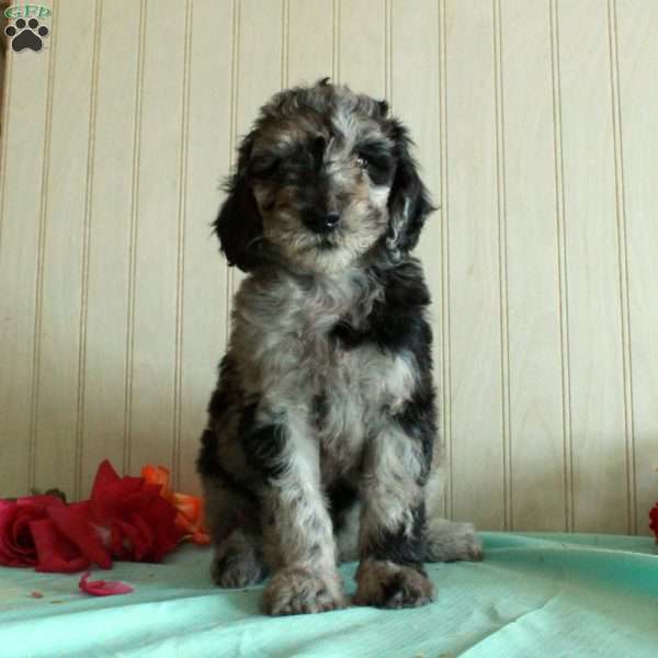Tucker, Standard Poodle Puppy