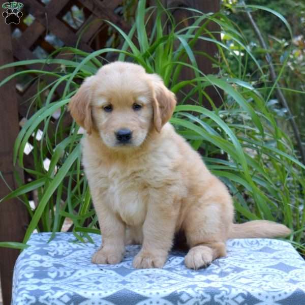 Tucker, Golden Retriever Puppy