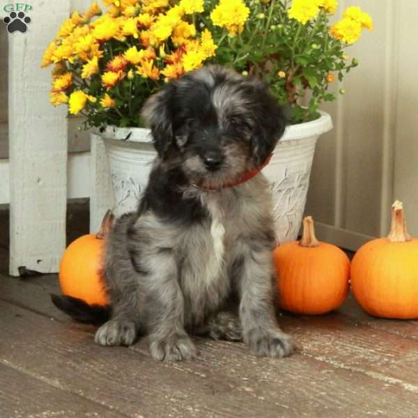 Tucker, Goldendoodle Puppy