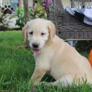 Tucker, Golden Labrador Puppy