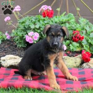 Tucker, German Shepherd Puppy