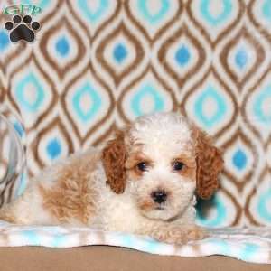 Tucker, Miniature Poodle Puppy