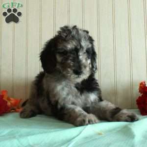 Tucker, Standard Poodle Puppy