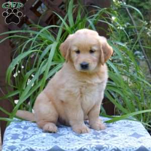 Tucker, Golden Retriever Puppy