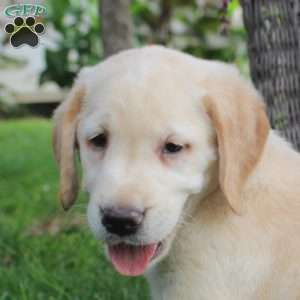Tucker, Golden Labrador Puppy