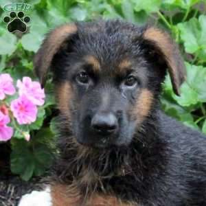 Tucker, German Shepherd Puppy
