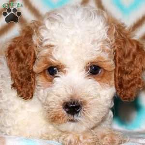 Tucker, Miniature Poodle Puppy
