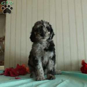 Tucker, Standard Poodle Puppy