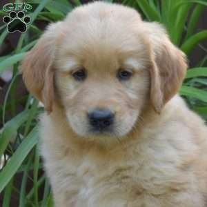 Tucker, Golden Retriever Puppy