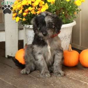 Tucker, Goldendoodle Puppy