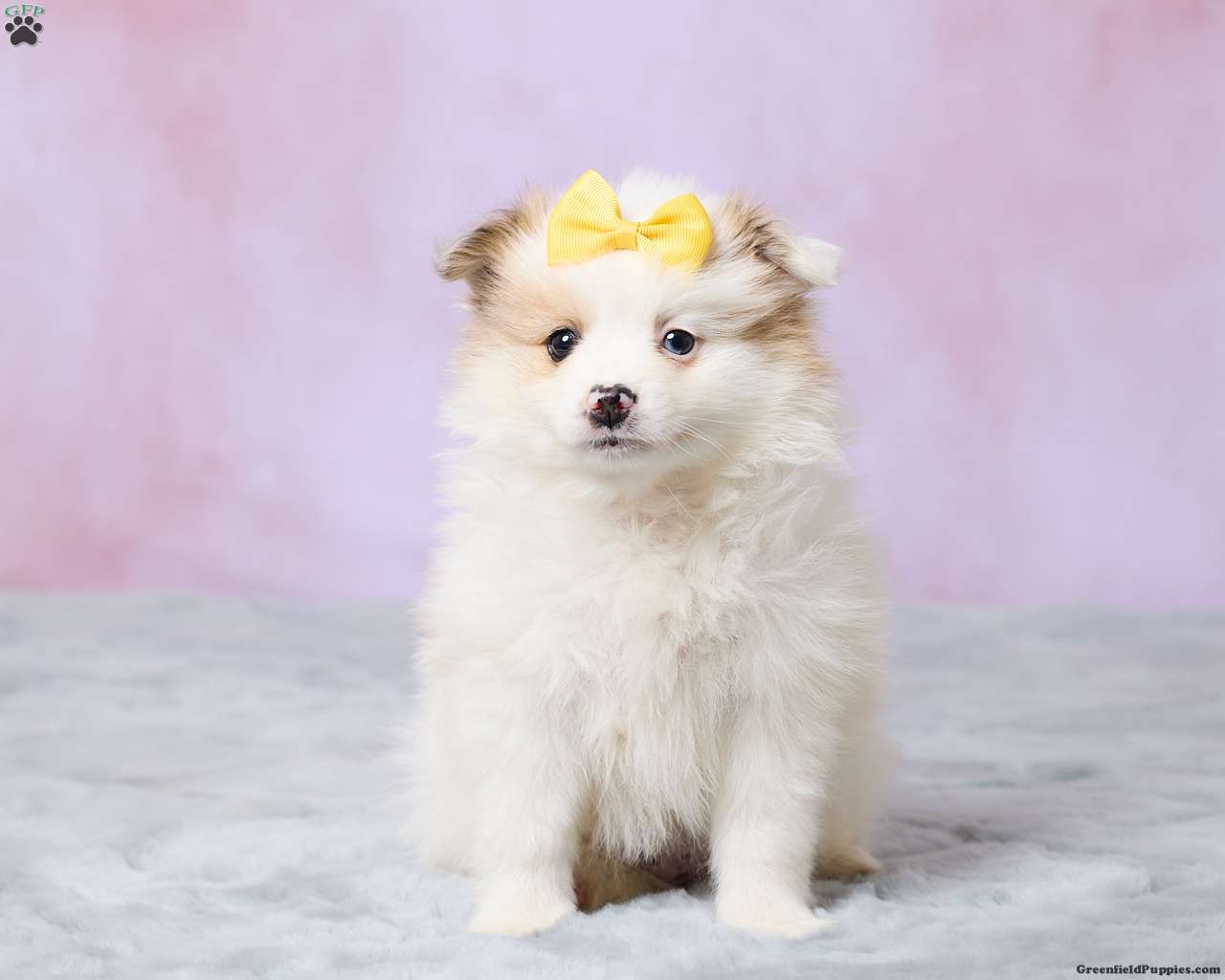 Tulip (Pomeranian, Female) in Millersburg, OH