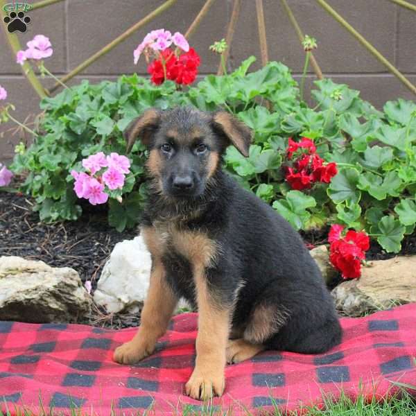 Tulip, German Shepherd Puppy
