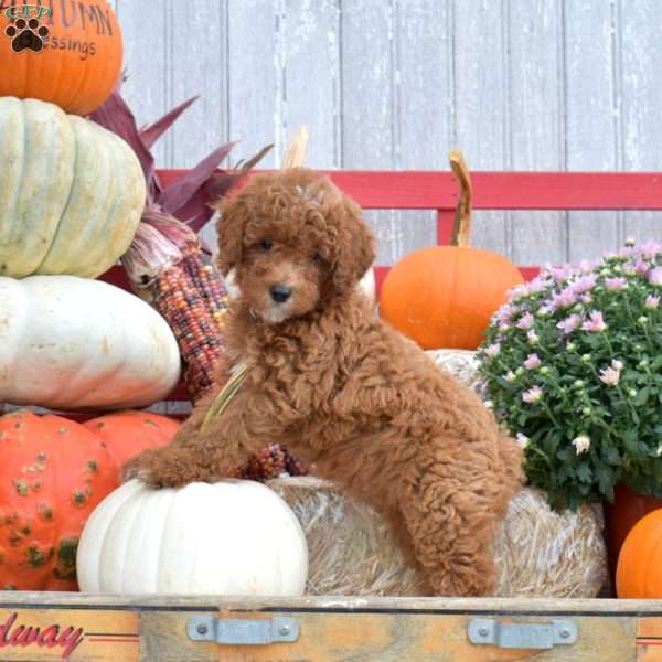 Tulip, Miniature Poodle Puppy