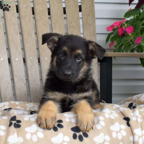 Tulip, German Shepherd Puppy