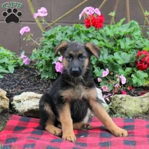 Tulip, German Shepherd Puppy