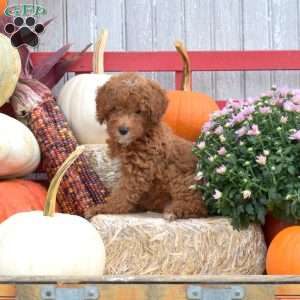 Tulip, Miniature Poodle Puppy