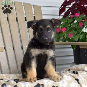 Tulip, German Shepherd Puppy
