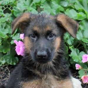 Tulip, German Shepherd Puppy