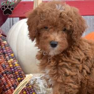 Tulip, Miniature Poodle Puppy
