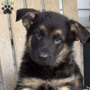 Tulip, German Shepherd Puppy