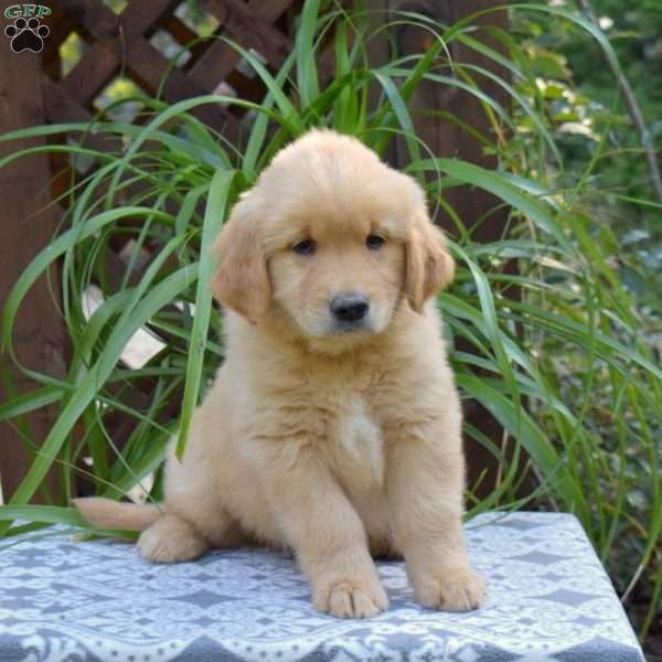 Turtle, Golden Retriever Puppy
