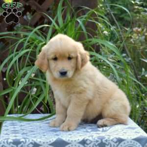Turtle, Golden Retriever Puppy