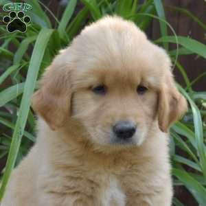 Turtle, Golden Retriever Puppy