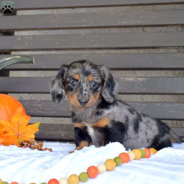 Twiggy, Dachshund Puppy