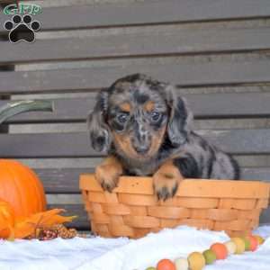 Twiggy, Dachshund Puppy
