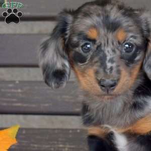Twiggy, Dachshund Puppy