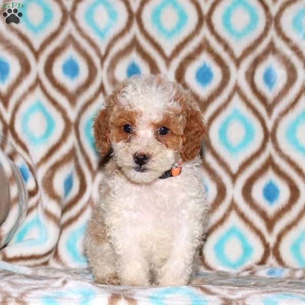 Twila, Miniature Poodle Puppy