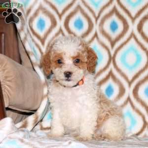 Twila, Miniature Poodle Puppy