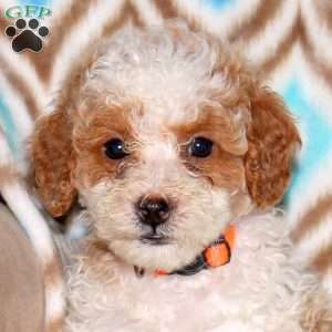 Twila, Miniature Poodle Puppy