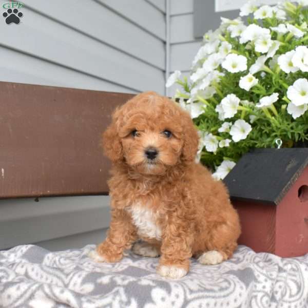 Twinkle, Miniature Poodle Puppy