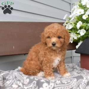 Twinkle, Miniature Poodle Puppy