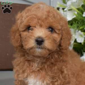 Twinkle, Miniature Poodle Puppy