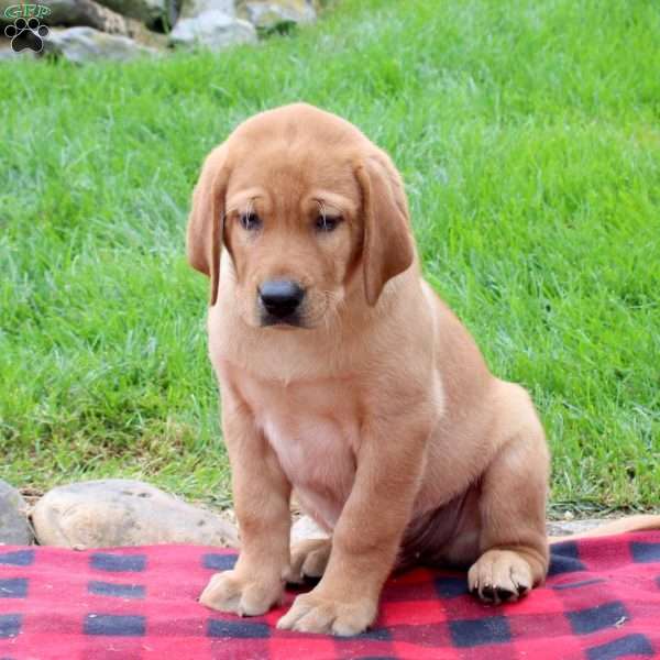 Tyler, Fox Red Labrador Retriever Puppy