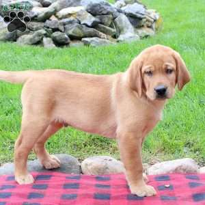Tyler, Fox Red Labrador Retriever Puppy