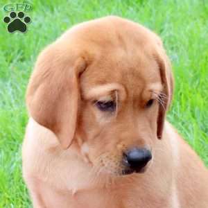 Tyler, Fox Red Labrador Retriever Puppy