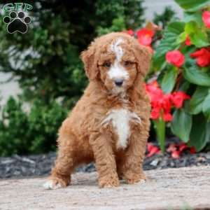 Tyler, Miniature Poodle Puppy