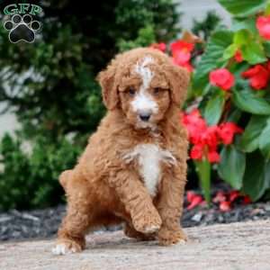 Tyler, Miniature Poodle Puppy