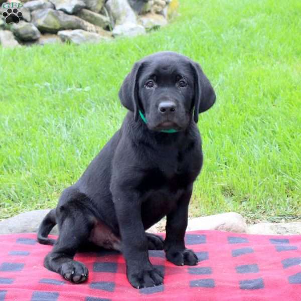 Tyson, Black Labrador Retriever Puppy