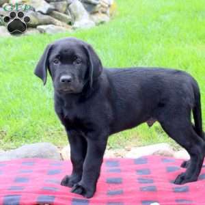 Tyson, Black Labrador Retriever Puppy