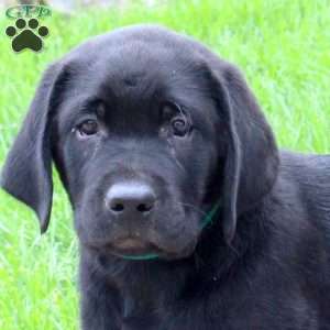 Tyson, Black Labrador Retriever Puppy